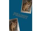 Adopt Peanut a Domestic Short Hair