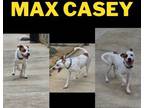 Adopt Max/Casey a Cattle Dog, Pit Bull Terrier