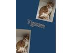 Adopt Tyson a Domestic Short Hair