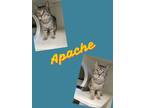 Adopt Apache a Domestic Short Hair