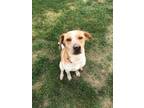 Adopt Rollo a Hound, Mixed Breed