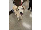 Adopt Rocket a Great Pyrenees, Anatolian Shepherd