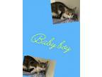 Adopt Baby Boy a Domestic Short Hair