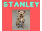 Adopt Stanley a Pit Bull Terrier, Mixed Breed
