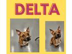 Adopt Delta a Pit Bull Terrier, Boxer