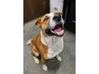Adopt Draco(Drake) a Pit Bull Terrier