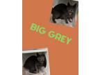 Adopt Big Grey a Domestic Short Hair