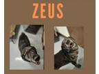 Adopt Zeus a Catahoula Leopard Dog