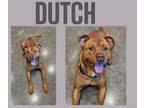 Adopt Dutch a Pit Bull Terrier