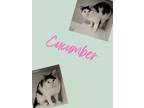 Adopt Cucumber a Domestic Short Hair