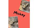 Adopt Mickey a Domestic Short Hair