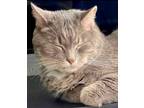 Adopt T-Challa a Domestic Medium Hair