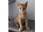 Adopt Tigger Jr. a Tabby
