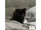 Adopt Baby Lucca a Domestic Short Hair