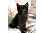 Kitten Princess Pepper, Domestic Shorthair For Adoption In Franklin, Tennessee