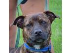 Mitchell, American Staffordshire Terrier For Adoption In Huntley, Illinois