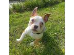 Lola Grace-4342tn, Boston Terrier For Adoption In Maryville, Tennessee