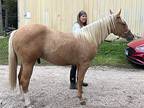 Johnny Cash, Pony - Of America For Adoption In Dewey, Illinois