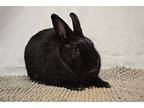 Clover, Dwarf For Adoption In Wilmington, North Carolina