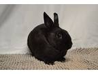 Thistle, Dwarf For Adoption In Wilmington, North Carolina