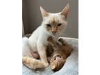 Marshmellow And Maisy, Siamese For Adoption In Walnut Creek, California