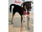 Rocky, Miniature Pinscher For Adoption In Dalton, Georgia