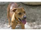 Chicory, Labrador Retriever For Adoption In Mission, Texas