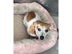 Lance, Jack Russell Terrier For Adoption In Dalton, Georgia