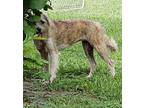 Beca, Schnauzer (standard) For Adoption In Gretna, Florida
