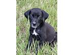 Midnight, Labrador Retriever For Adoption In Ocala, Florida