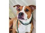 Brandy, American Pit Bull Terrier For Adoption In Thomasville, North Carolina