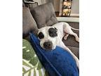 Zigzag, American Pit Bull Terrier For Adoption In Topeka, Kansas