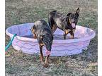 Holidog, Doberman Pinscher For Adoption In Mission, Texas