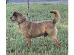 Charlie, Terrier (unknown Type, Small) For Adoption In Turlock, California
