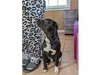 Ink, Boston Terrier For Adoption In Mission, Texas