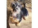 Clover, Welsh Terrier For Adoption In Phoenix, Arizona