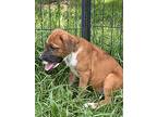 Bella, Golden Retriever For Adoption In Ocala, Florida