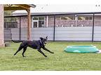 Ebony, Labrador Retriever For Adoption In Dalton, Georgia