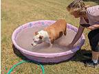 Odin, Staffordshire Bull Terrier For Adoption In Mission, Texas