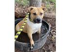 Pawlie, Labrador Retriever For Adoption In Mission, Texas