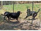 Levi Blue, Labrador Retriever For Adoption In Mission, Texas