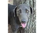 Shady, Labrador Retriever For Adoption In Mission, Texas