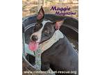 Maggie Magazine, Bull Terrier For Adoption In Mission, Texas