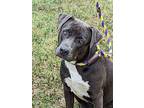 Cee, Staffordshire Bull Terrier For Adoption In Mission, Texas