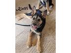 Kulfi, Schnauzer (miniature) For Adoption In Mission, Texas
