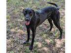 Dusky, Labrador Retriever For Adoption In Mission, Texas