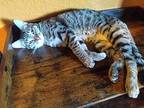 Grey, Domestic Shorthair For Adoption In Shawnee, Oklahoma