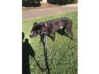 Darth Vader, Labrador Retriever For Adoption In Groves, Texas