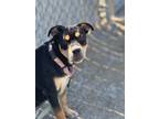 Peep, American Pit Bull Terrier For Adoption In Fresno, California