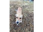 Penny, Retriever (unknown Type) For Adoption In Shawnee, Oklahoma